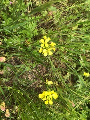 Rhamphospermum arvense