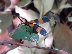 Calopteron discrepans