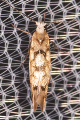 Argyresthia alternatella