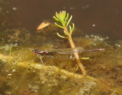 Austrocnemis splendida