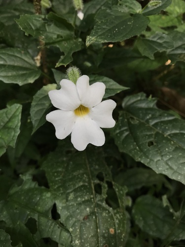 Thunbergia usambarica image