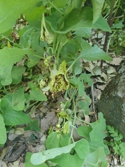 Aristolochia paecilantha