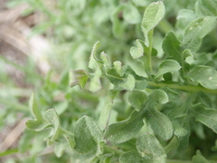 Centaurea
