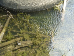 Hydrocharitaceae