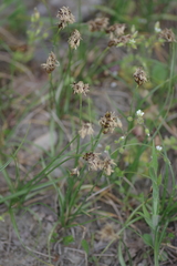 Carex stenophylla