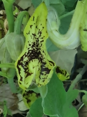 Aristolochia paecilantha
