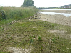 Hydrocharitaceae