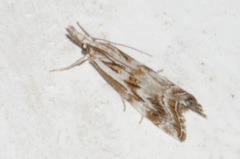 Catoptria oregonicus