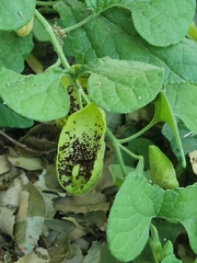 Aristolochia paecilantha