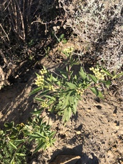 Nidorella ivifolia