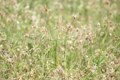 Carex stenophylla