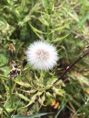 Sonchus