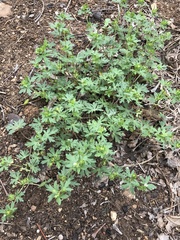 Geranium texanum