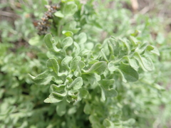 Centaurea
