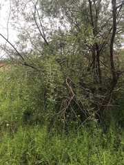 Salix alba