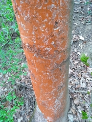 Trentepohlia umbrina