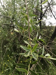 Salix alba