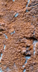 Trentepohlia umbrina