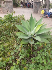 Agave inaequidens
