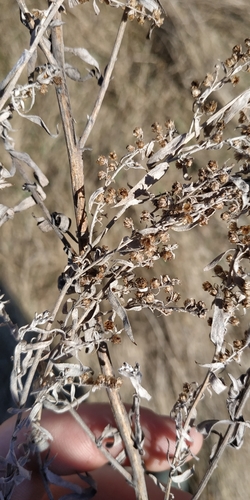 Artemisia glauca