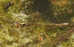 Austrocnemis splendida