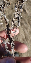 Artemisia glauca, photograph Yurii Basov, CC BY, iNaturalist via GBIF