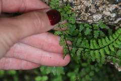 Asplenium vespertinum