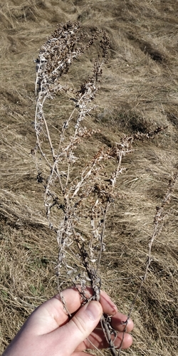 Artemisia glauca, photograph 2