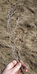 Artemisia glauca, photograph Yurii Basov, CC BY, iNaturalist via GBIF