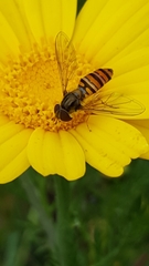 Episyrphus balteatus