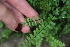 Asplenium vespertinum