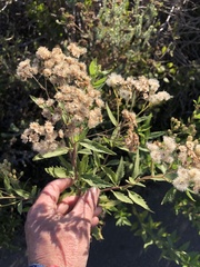 Nidorella ivifolia