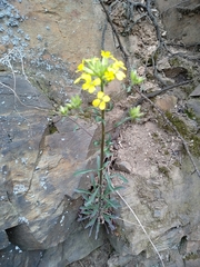 Erysimum crepidifolium