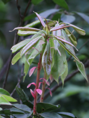 Rhododendron moulmainense