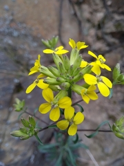 Erysimum crepidifolium
