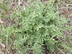 Centaurea