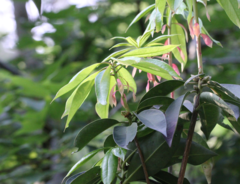 Rhododendron moulmainense