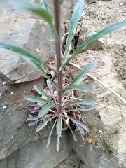 Erysimum crepidifolium
