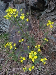 Erysimum crepidifolium