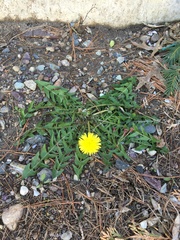 Taraxacum officinale