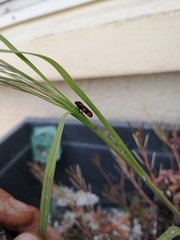Cercopis vulnerata