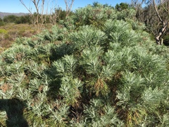 Hymenolepis crithmifolia