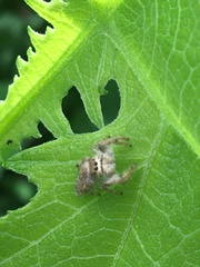 Paraphidippus fartilis