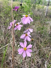 Coreopsis nudata