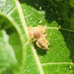 Paraphidippus fartilis