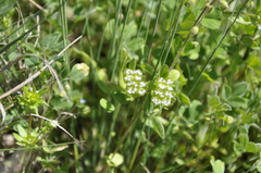 Valerianella pumila