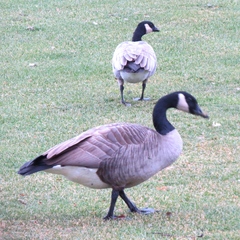 Branta canadensis