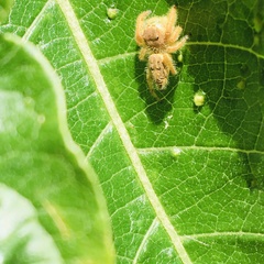 Paraphidippus fartilis