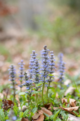 Ajuga reptans