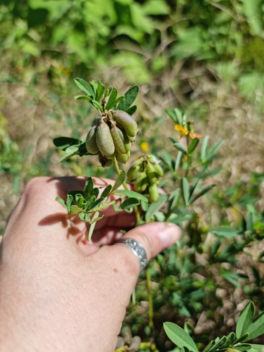 Image of Crotalaria maypurensis by (c) Sol Quipildor, some rights reserved (CC BY-SA)